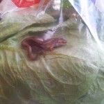 Tesco’s latest offer. Buy a lettuce and get a Newt free!!!!