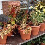 These flowers have expired! Aldi tries to sell discounted plants… despite them looking dead