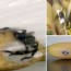 Tesco shopper finds deadly spider in bananas whose bite could give a man a four hour erection